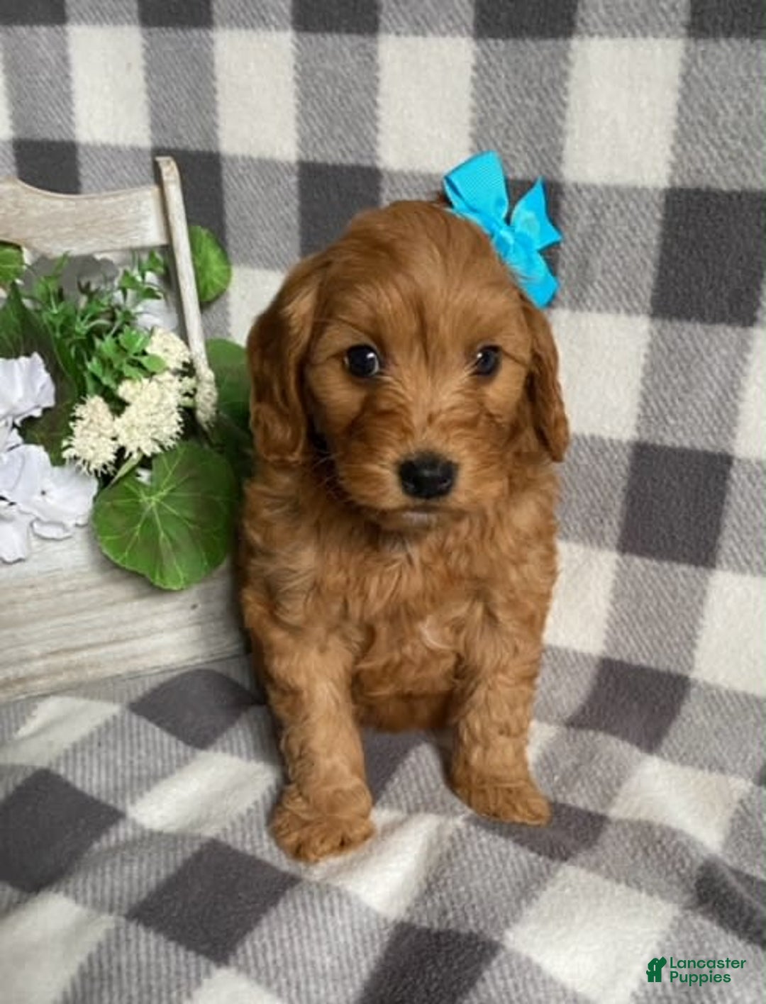 Mini Goldendoodle dogs for sale: Lacey - Image 3