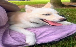 Pomsky dogs for sale: Aden - Image 18