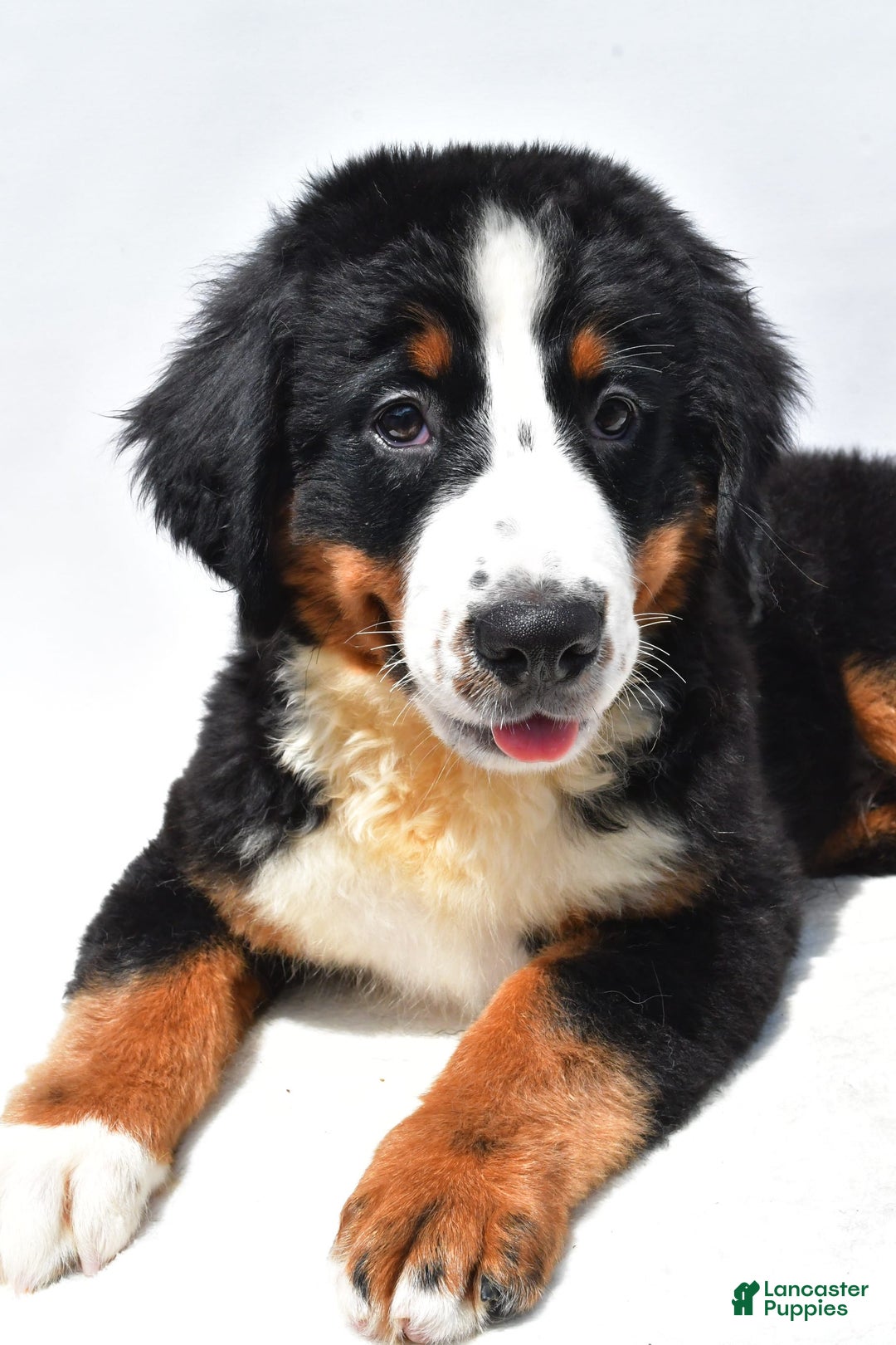 Bernese Mountain Dog dogs for sale: Kiwi - Image 8