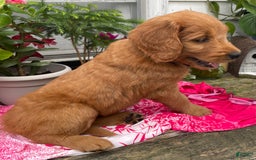 Goldendoodle dogs for sale: Andy - Image 16