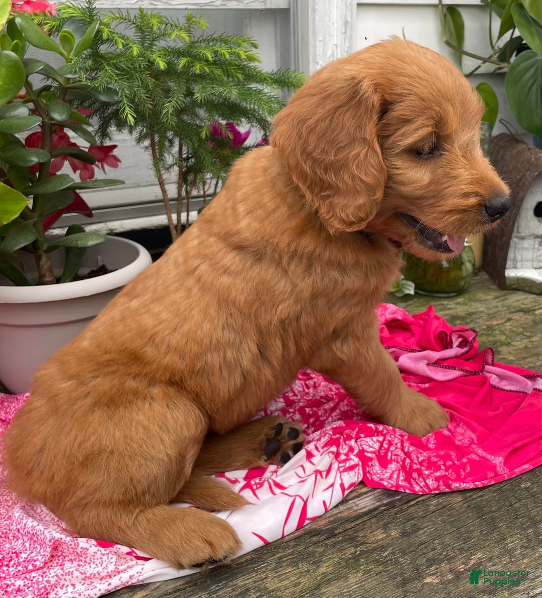 Goldendoodle dogs for sale: Andy - Image 16