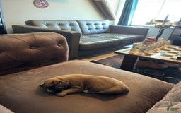 South African Boerboels dogs for sale: Rhino - Image 2