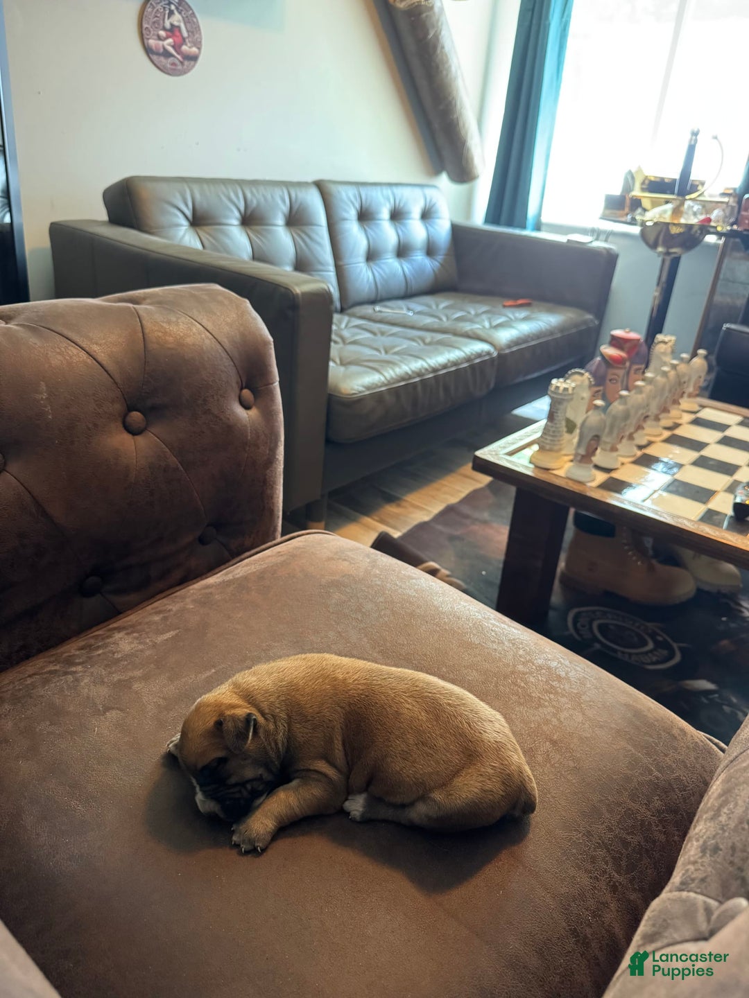 South African Boerboels dogs for sale: Rhino - Image 2