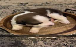 Bernese Mountain Dog dogs for sale: Rosie - Image 1