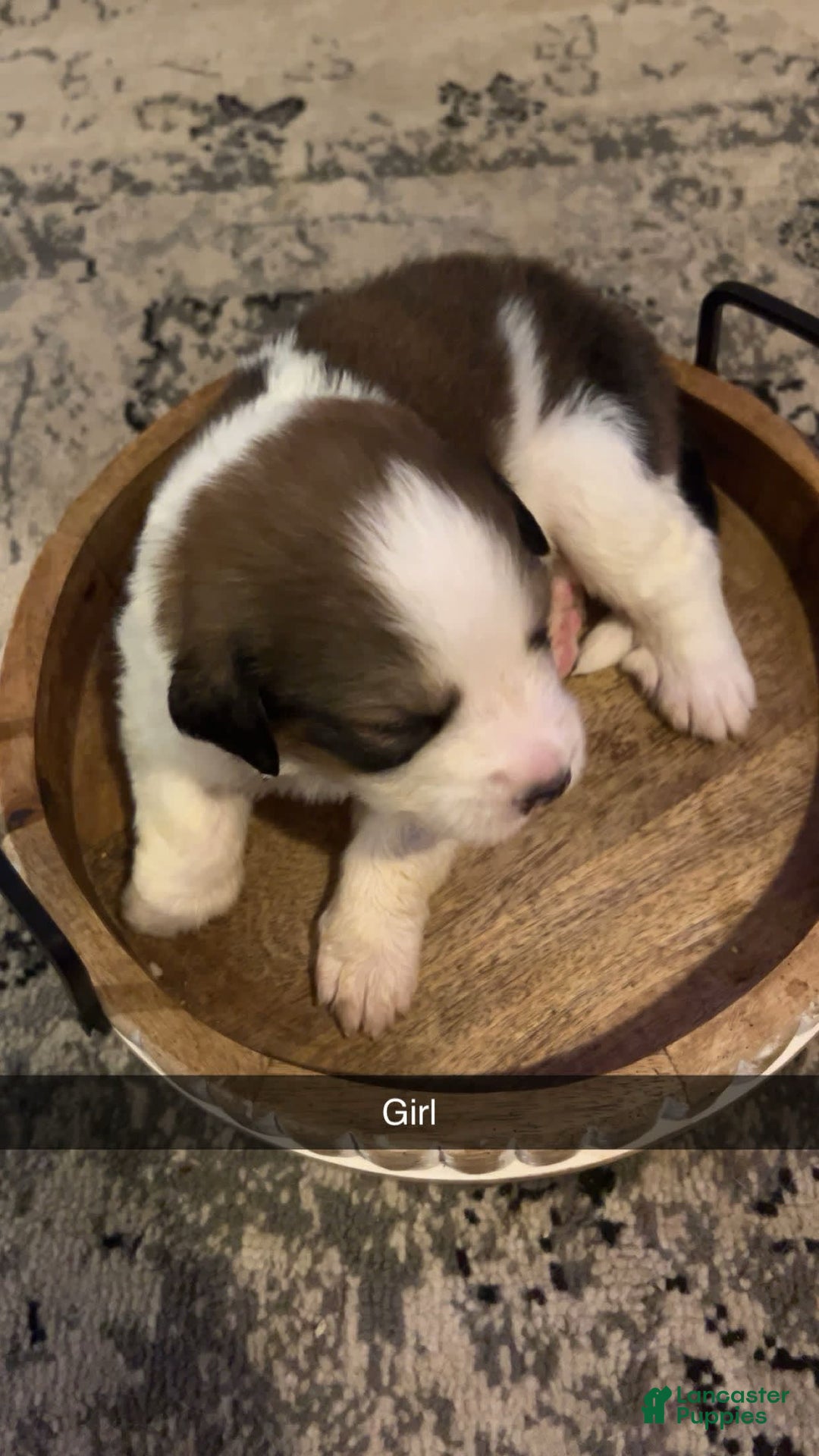 Bernese Mountain Dog dogs for sale: Rosie - Image 1