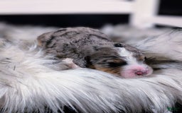 Mini Bernedoodle dogs for sale: Picasso - Image 3