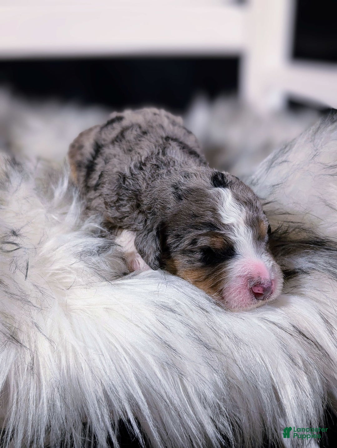 Mini Bernedoodle dogs for sale: Picasso - Image 3