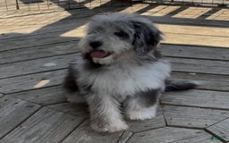 Mini Goldendoodle dogs for sale: Miley - Image 3