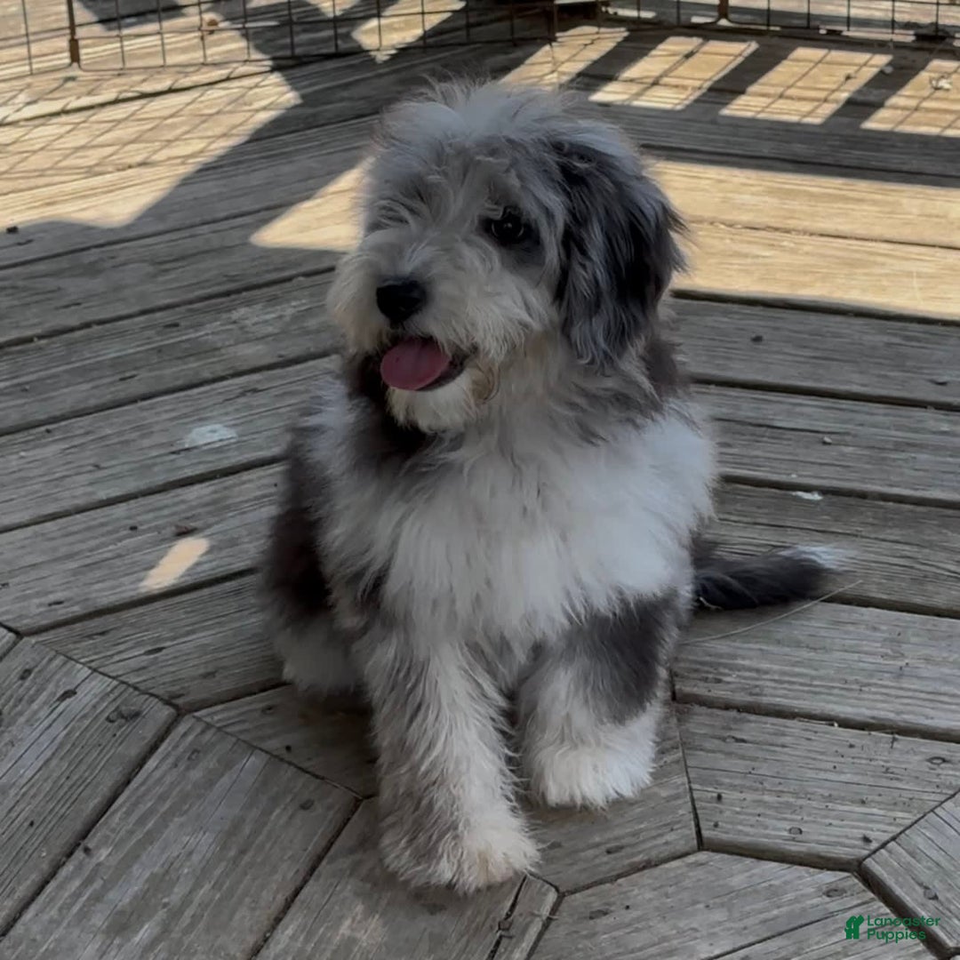Mini Goldendoodle dogs for sale: Miley - Image 3