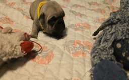 Pug dogs for sale: Davy - Image 15