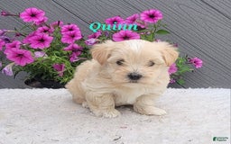 Morkie dogs for sale: Quinn - Image 1