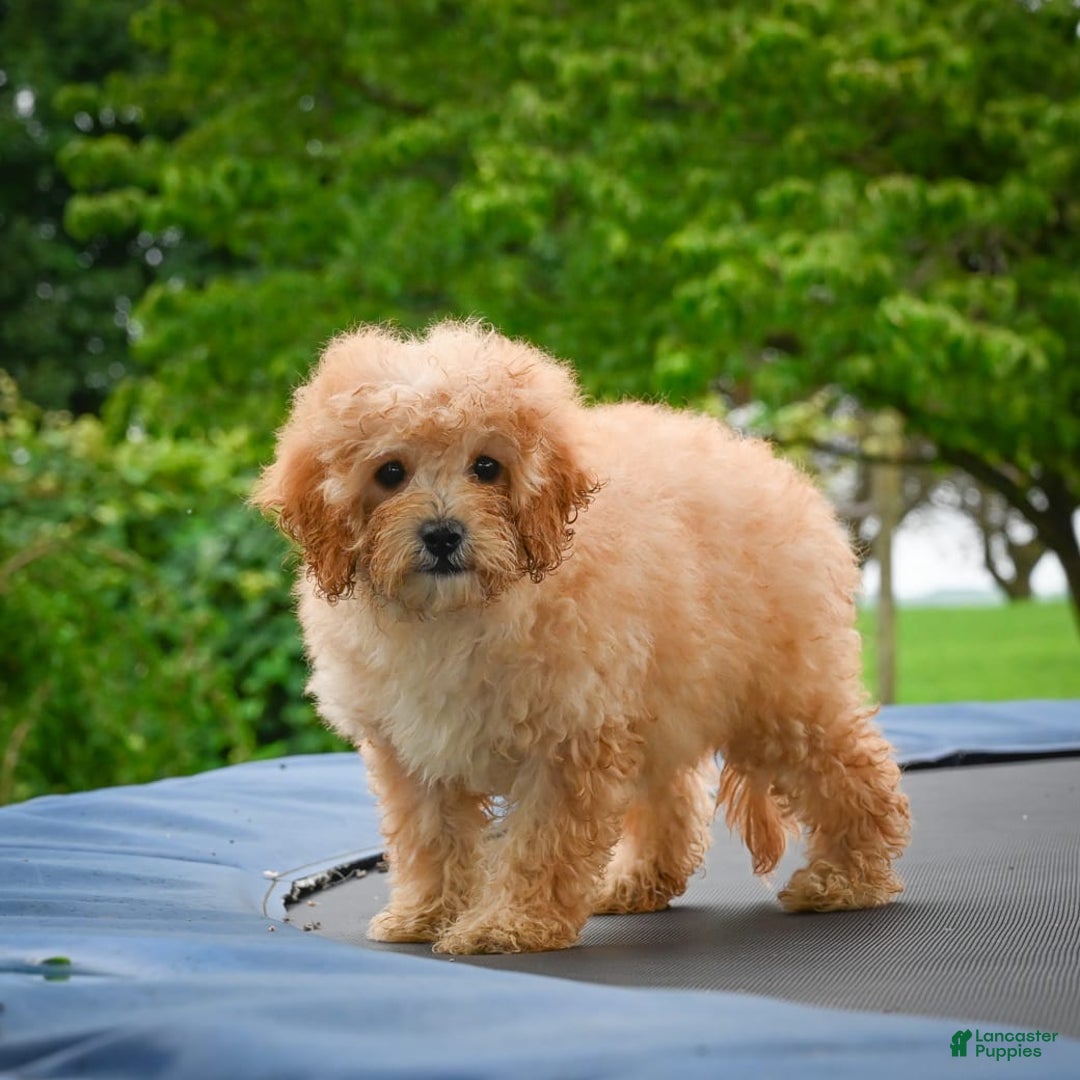 Cavapoo dogs for sale: Clyde - Image 2