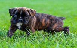 Boxer dogs for sale: Danny - Image 3