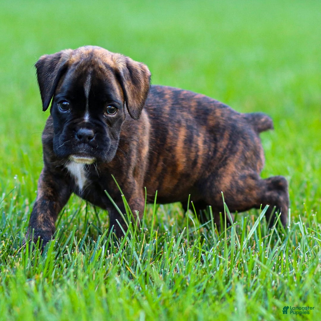 Boxer dogs for sale: Danny - Image 3