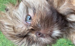 Shih Tzu dogs for sale: Brennan - Image 19