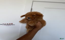 Toy Poodle dogs for sale: Bella - Image 7
