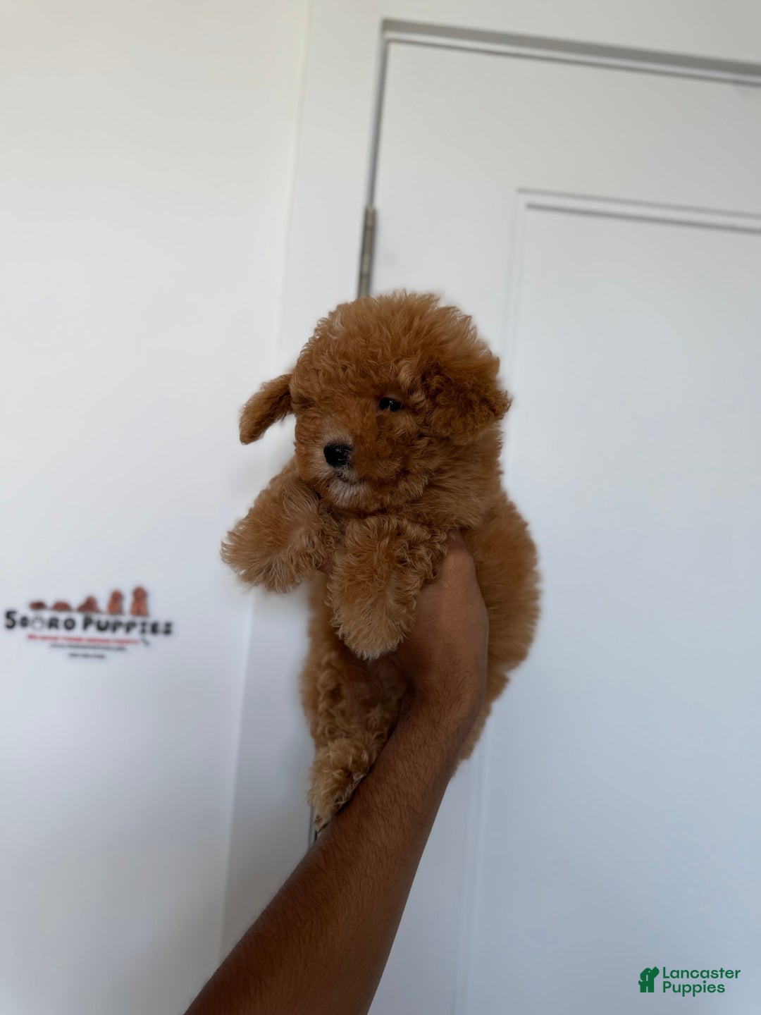 Toy Poodle dogs for sale: Bella - Image 7