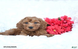 Mini Goldendoodle dogs for sale: Walter - Image 2