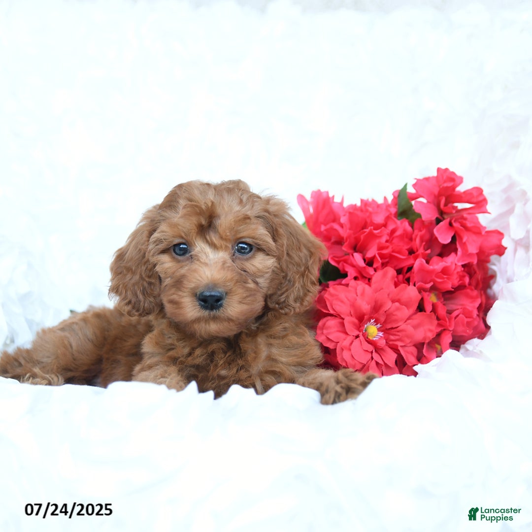 Mini Goldendoodle dogs for sale: Walter - Image 2