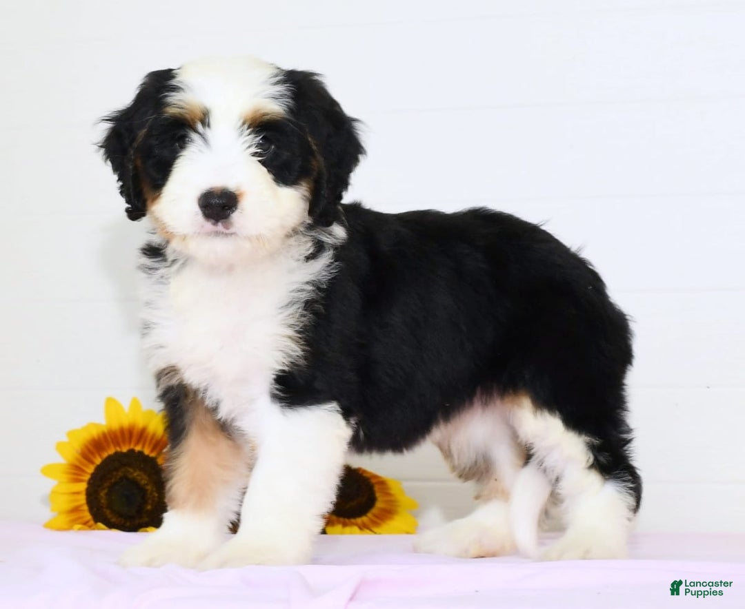 Mini Bernedoodle dogs for sale: Dawn - Image 5