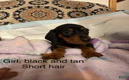 Dachshund dogs for sale: Penny - Image 1