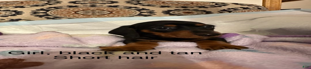 Penny