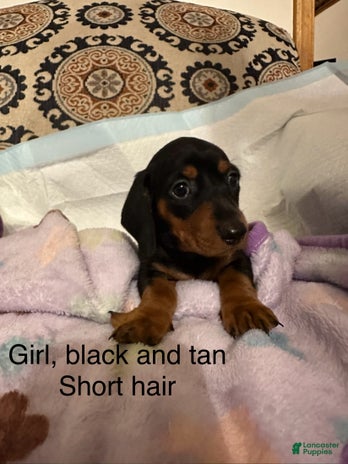 Dachshund dogs for sale - Ad 1