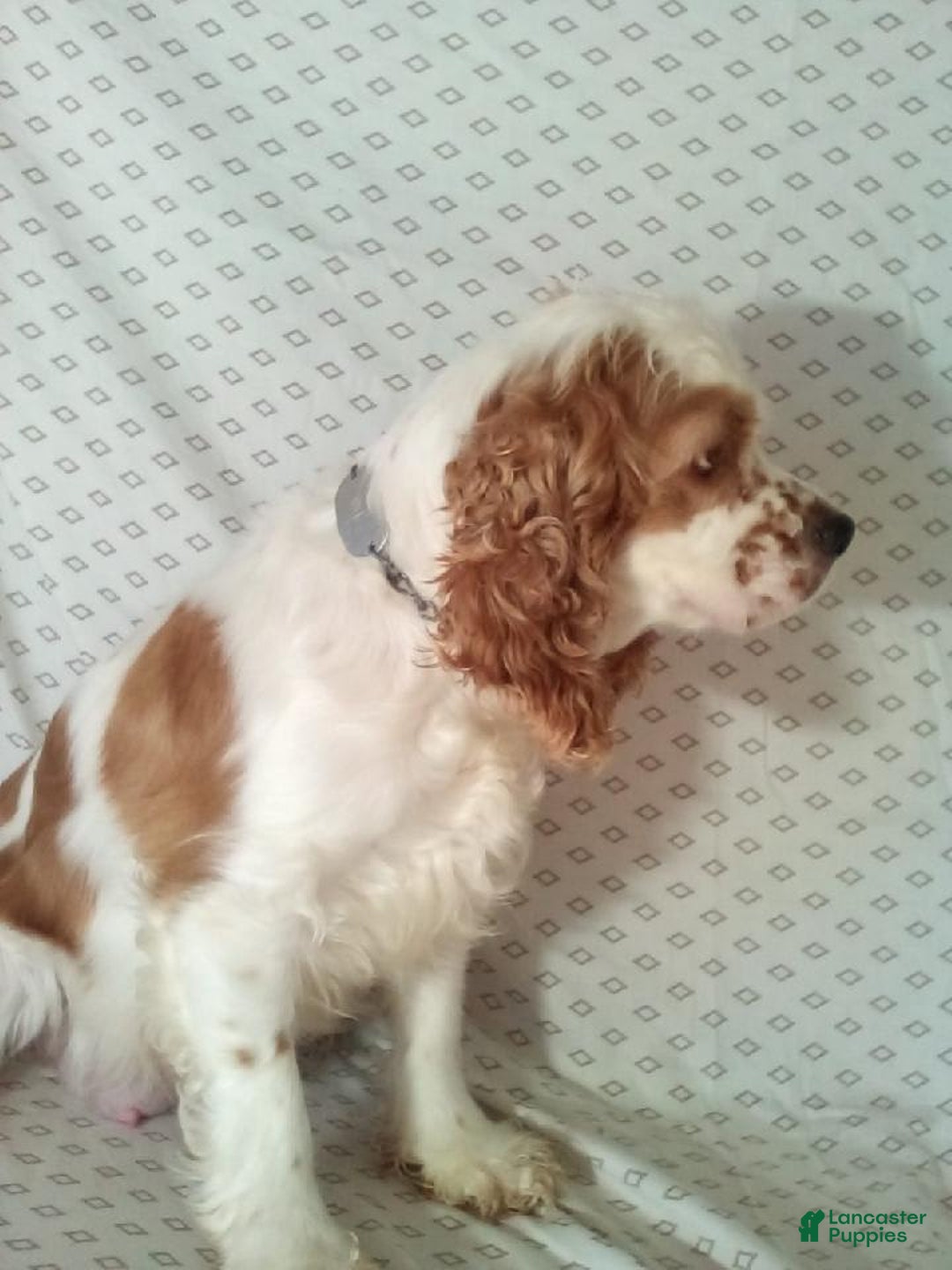 Cocker Spaniel dogs for sale: Captain - Image 5