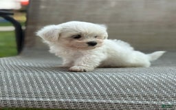 Maltese dogs for sale: Maltese 2 puppies - Image 4