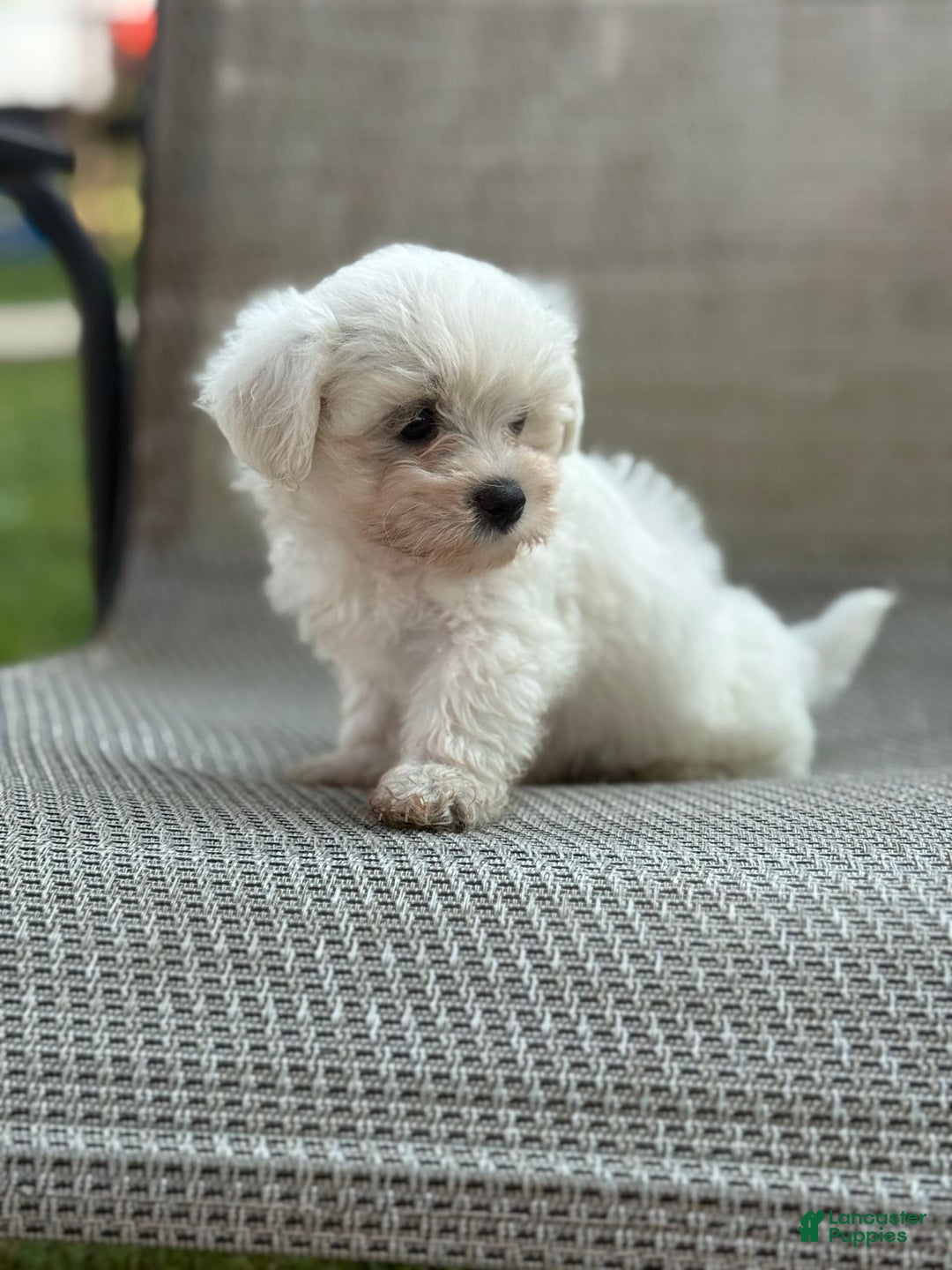Maltese dogs for sale: Maltese 2 puppies - Image 4