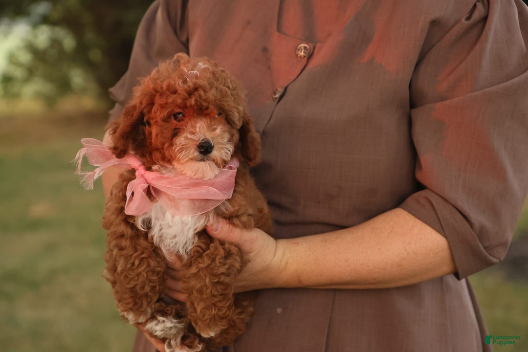 Toy Poodle dogs for sale: Skittles - Image 12