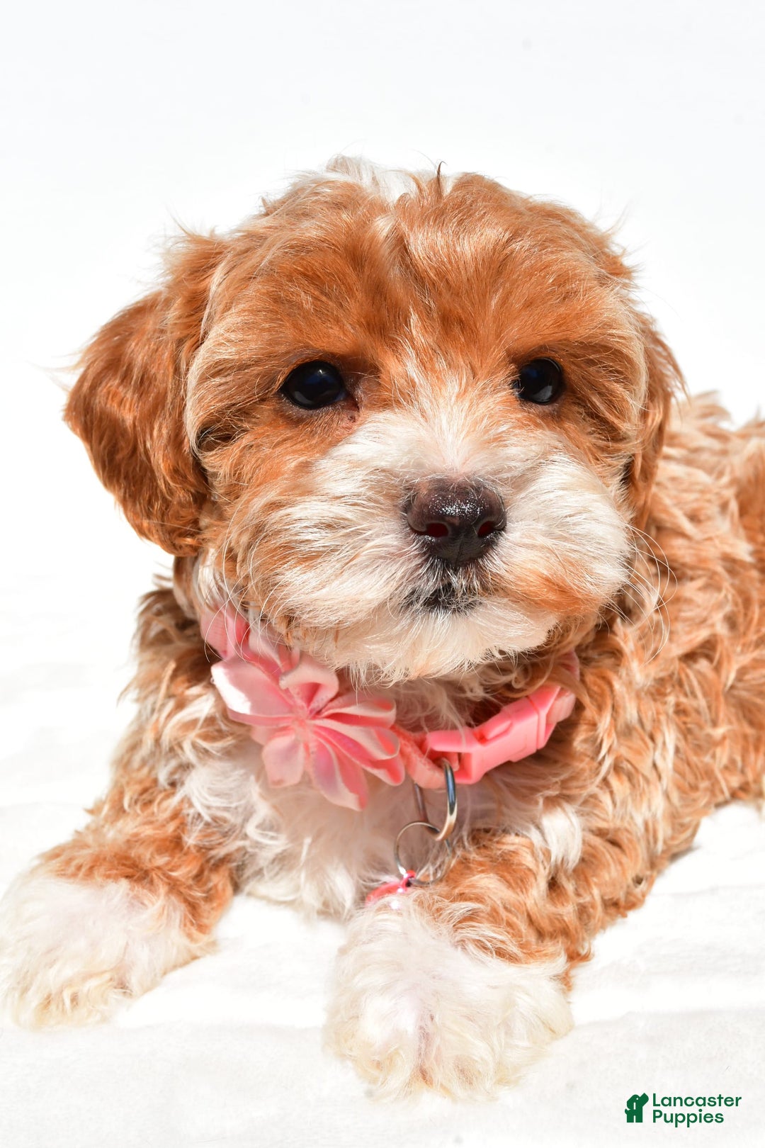 Maltipoo dogs for sale: Dixie - Image 7