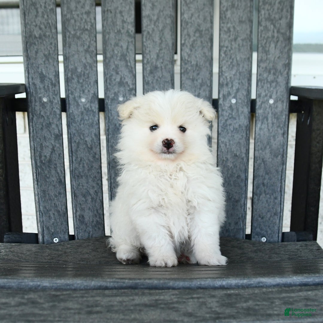 Pomeranian dogs for sale: Whisper - Listing for pets: Willow, Winnie, Whisper - Image 2