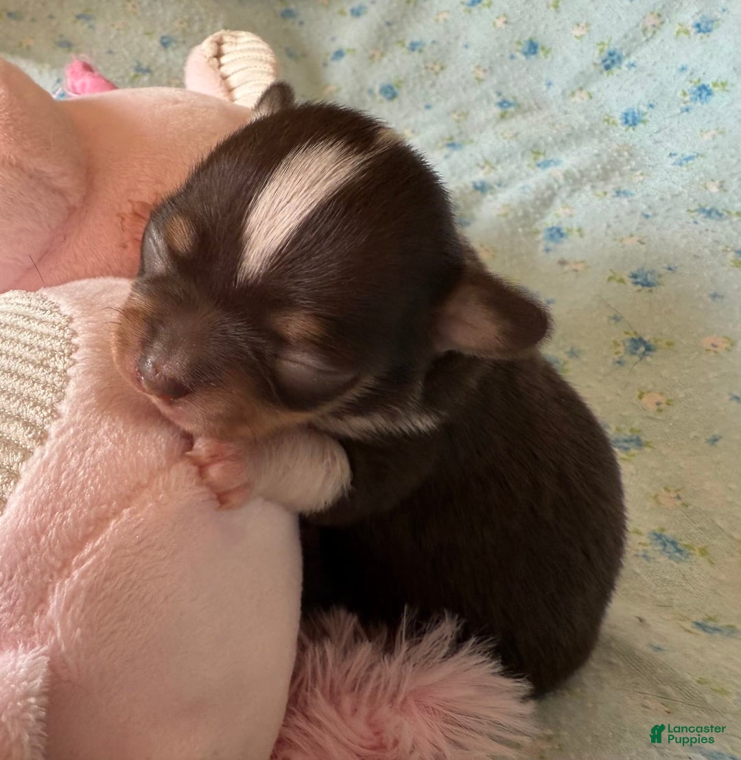 Chihuahua dogs for sale: Fancy Stance - Image 18