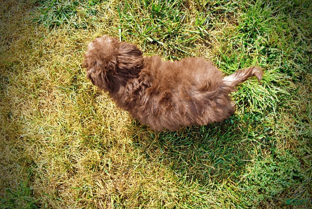 Havapoo dogs for sale: Harmony - Image 8
