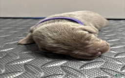 Labrador Retriever dogs for sale: Gertie - Image 3