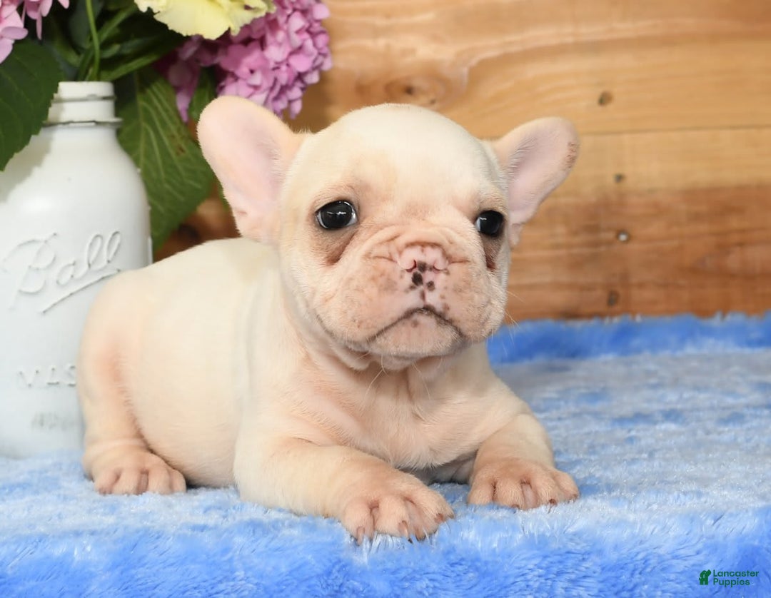 French Bulldog dogs for sale: Bella - Image 3