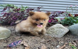 Pomeranian dogs for sale: Buddy - Image 2