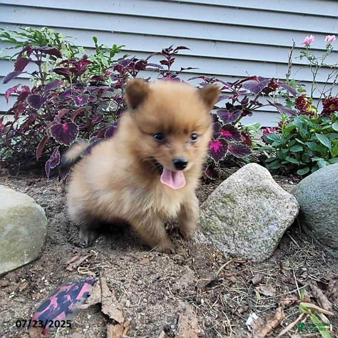 Pomeranian dogs for sale: Buddy - Image 2