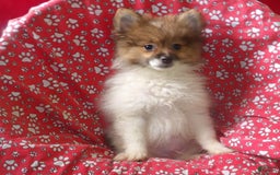 Pomeranian dogs for sale: Bebo - Image 3