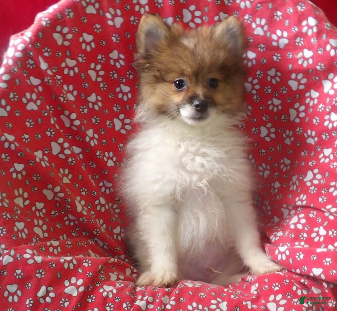 Pomeranian dogs for sale: Bebo - Image 3