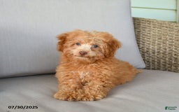 Bichpoo dogs for sale: Julian - Image 8