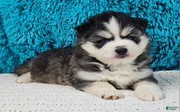 Pomsky dogs for sale: Flint - Image 3