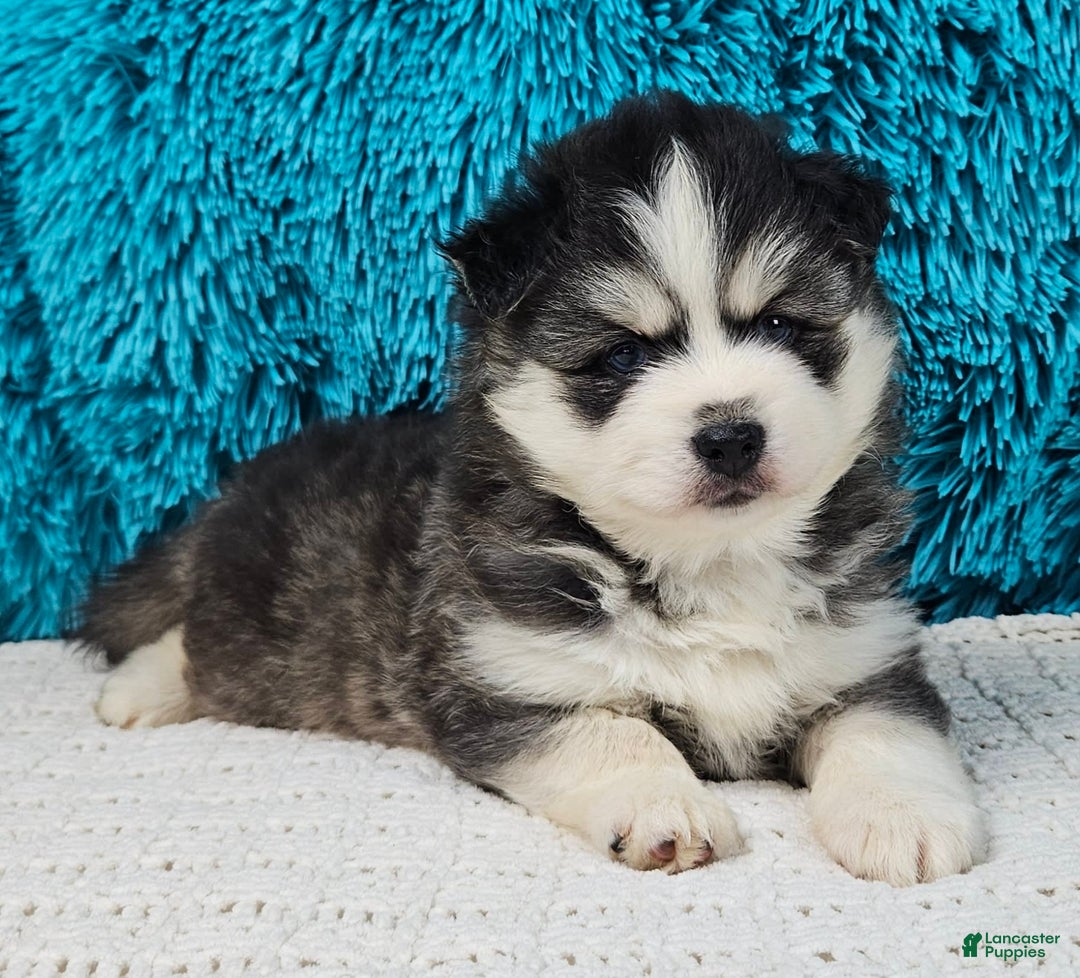 Pomsky dogs for sale: Flint - Image 3