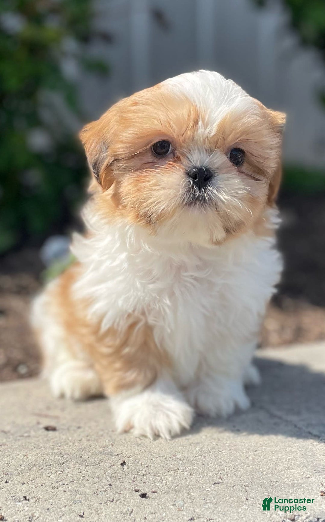 Shih Tzu dogs for sale: Sam - Image 5