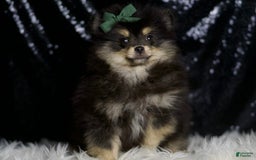 Pomeranian dogs for sale: Bingo - Image 5