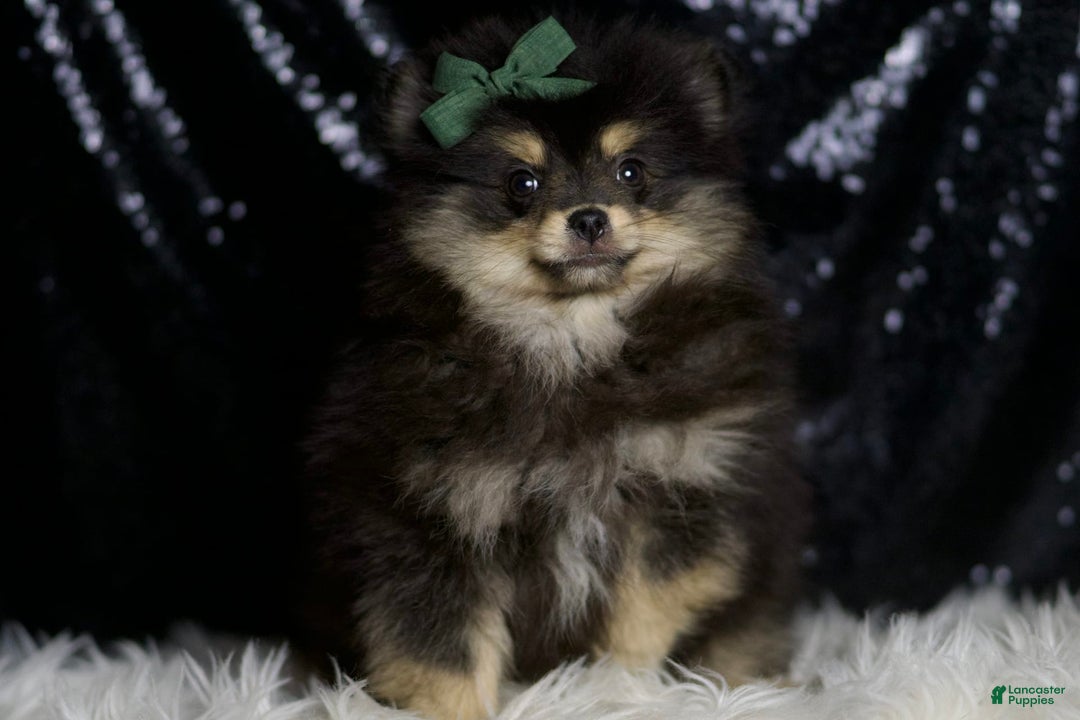 Pomeranian dogs for sale: Bingo - Image 5