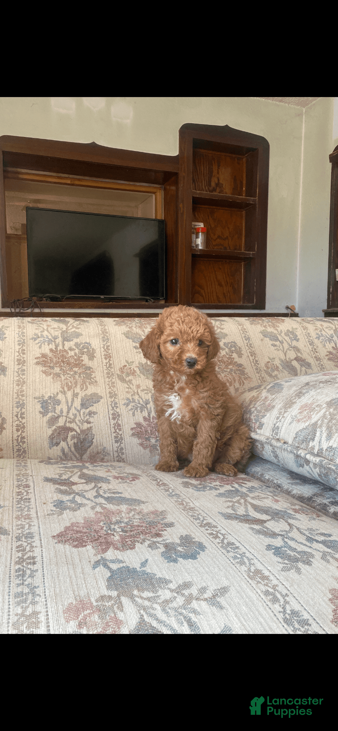 Toy Poodle dogs for sale: Girl - Image 2