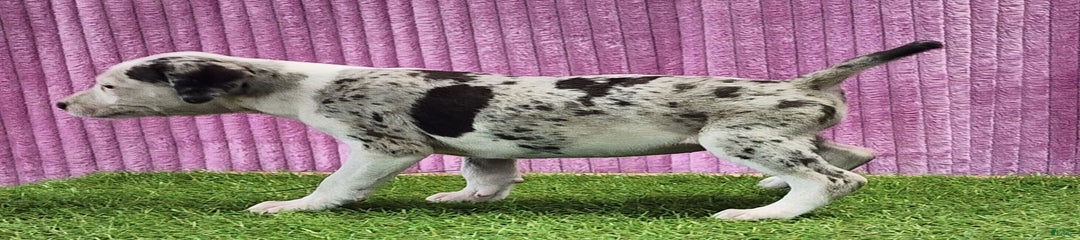 Tess 2025 Female 6