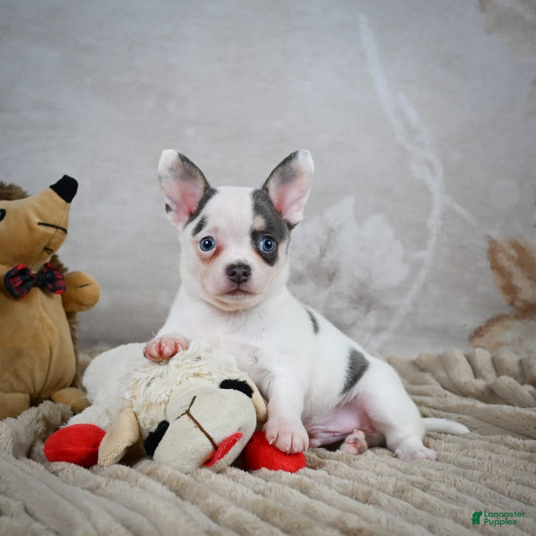 Chihuahua dogs for sale: Timon - Image 7